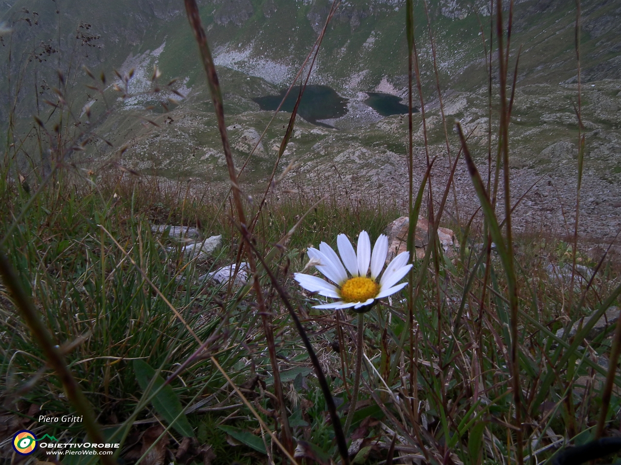 64 per canalone di sfasciumi con margherite d'alpe....JPG